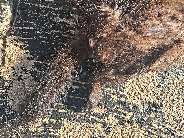 Turó europeu  - Enric Badosa