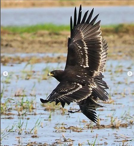 Àguila cridanera  - anònim