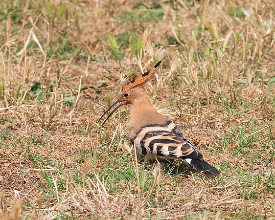Puput  - Miguel Jodas Gomis
