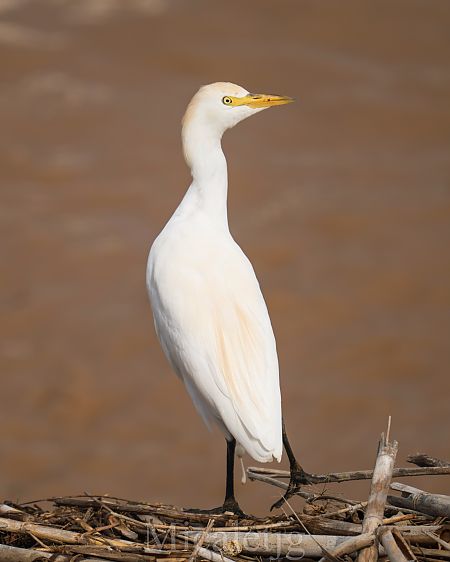 Esplugabous  - Miguel Jodas Gomis