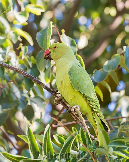 Cotorra de Kramer  - Miguel Jodas Gomis