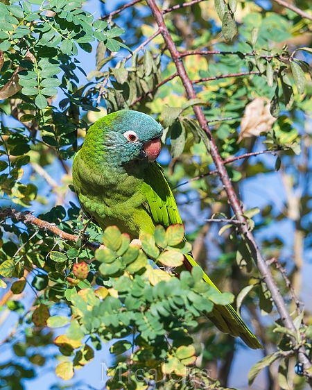 Aratinga de cap blau  - Miguel Jodas Gomis