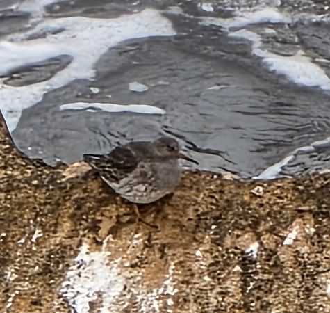 Territ fosc  - Miguel Jodas Gomis