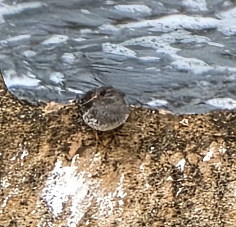 Territ fosc  - Miguel Jodas Gomis