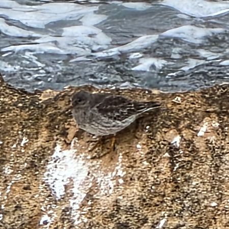 Territ fosc  - Miguel Jodas Gomis