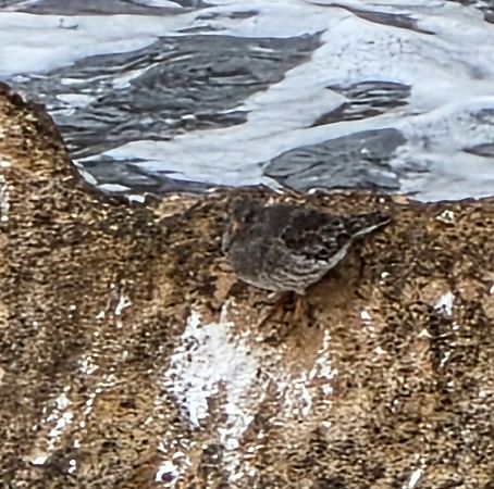 Territ fosc  - Miguel Jodas Gomis