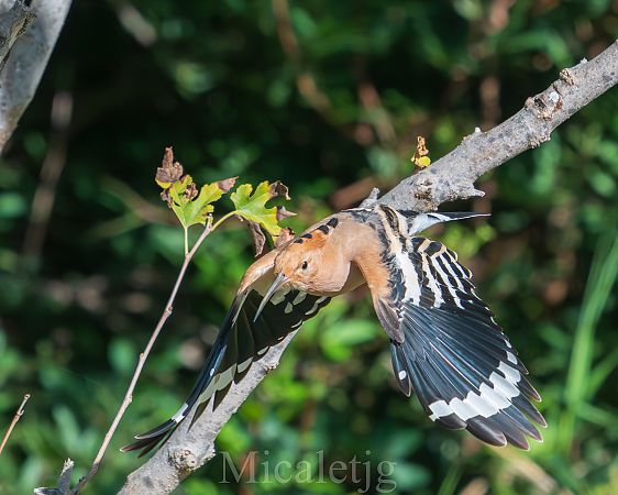 Puput  - Miguel Jodas Gomis