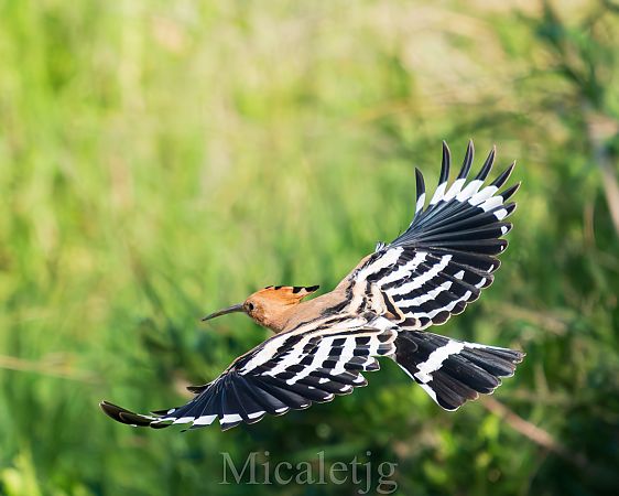 Puput  - Miguel Jodas Gomis