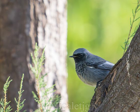 Cotxa fumada  - Miguel Jodas Gomis