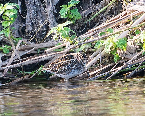 Becadell sord  - Miguel Jodas Gomis
