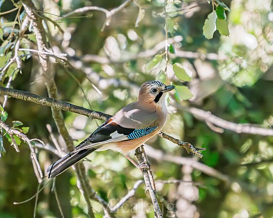 Gaig  - Miguel Jodas Gomis