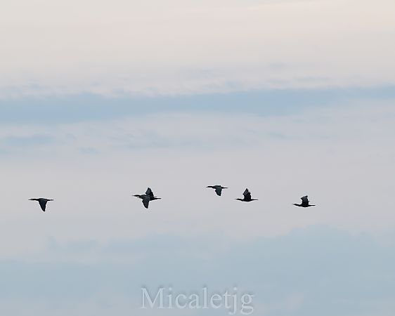 Corb marí gros  - Miguel Jodas Gomis