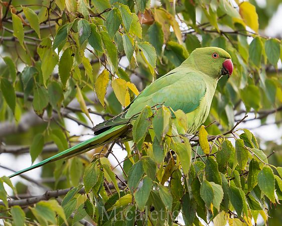 Cotorra de Kramer  - Miguel Jodas Gomis