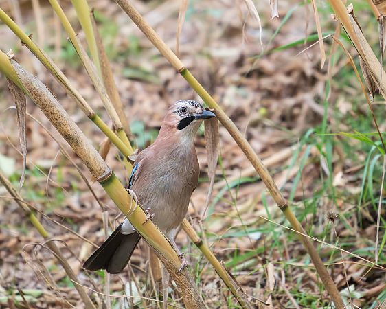 Gaig  - Miguel Jodas Gomis