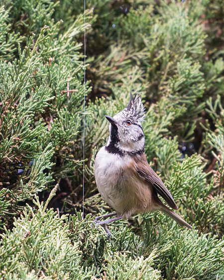 Mallerenga emplomallada  - Miguel Jodas Gomis