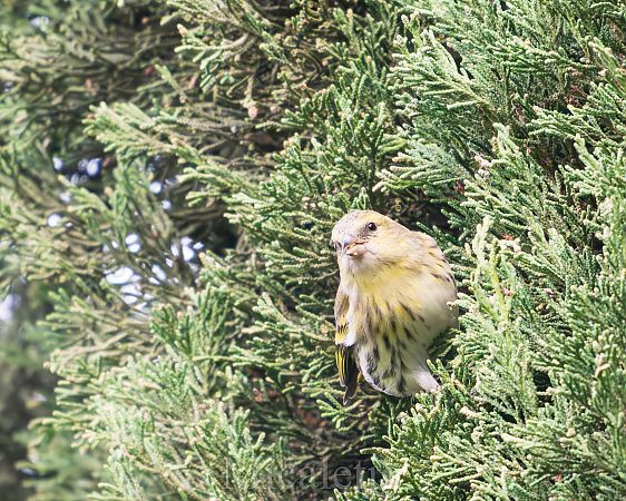 Lluer  - Miguel Jodas Gomis