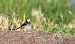 Pied Wagtail (ssp. yarrellii) - Quim Minoves