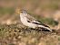 White-winged Snowfinch (Montifringilla nivalis) © Antoni Canals Gelada