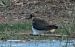 Northern Lapwing (Vanellus vanellus) © Màrius Domingo