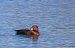 Ferruginous Duck (Aythya nyroca) Anonymous