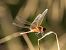 Red-veined Darter (Sympetrum fonscolombii) © Arnau Bonan Barfull