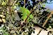 Blue-crowned Parakeet - Lluís Vilamajó