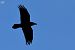 Corb (Corvus corax) © Lluís Vilamajó