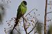 Nanday Parakeet (Aratinga nenday) © Lluís Vilamajó
