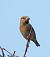 Hawfinch (Coccothraustes coccothraustes) © Joan Safont