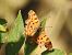 Papallona de la c blanca (Polygonia c-album) © Xavier Elizondo