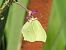 Llimonera (Gonepteryx rhamni) © Xavier Elizondo