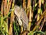 Martinete Común (Nycticorax nycticorax) © Autor oculto
