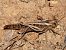 Locusta sp. - Josep M. Palau Garrabou