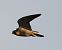 Peregrine Falcon (Falco peregrinus) © Lluís Casilari