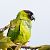 Nanday Parakeet - Miguel Jodas Gomis