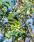 Blue-crowned Parakeet - Miguel Jodas Gomis