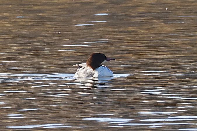 Bec de serra gros  - Pere Plans