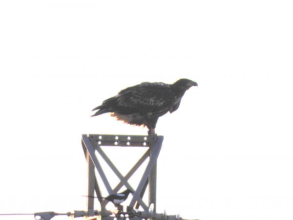 Àguila marina  - Luca Tonda Balogun