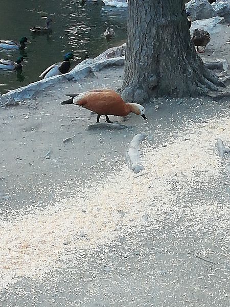 Ànec canyella  - Carina Domenech