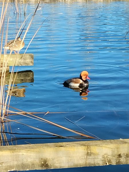 Xibec  - Ot Vergonyós, Martínez