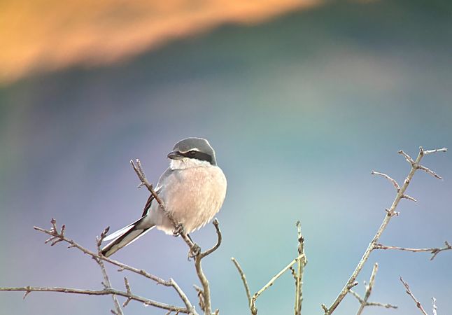 Botxí meridional  - Oriol Soler Ferrer
