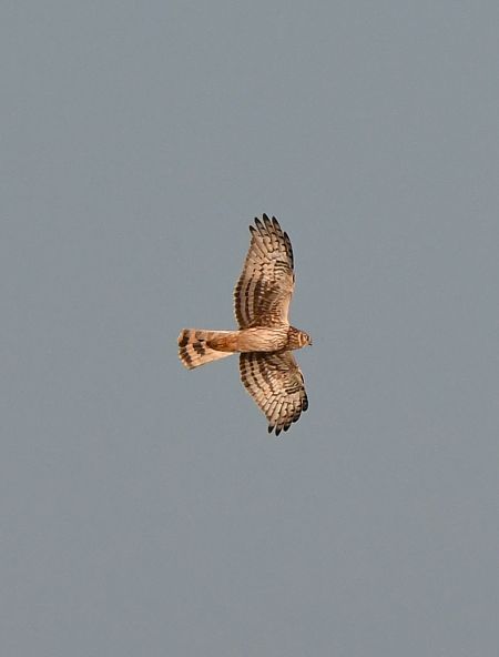 Arpella pàl·lida  - Jordi Véliz Monrabà