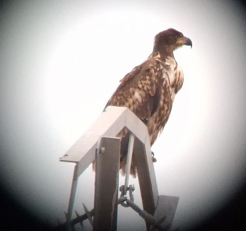 Àguila marina  - Pau Esteban