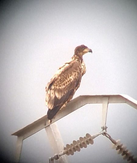 Pygargue à queue blanche  - Pau Esteban