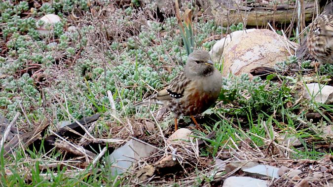 Cercavores  - Jose Maria Sebastian