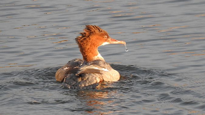 Bec de serra gros  - Hubert Mas