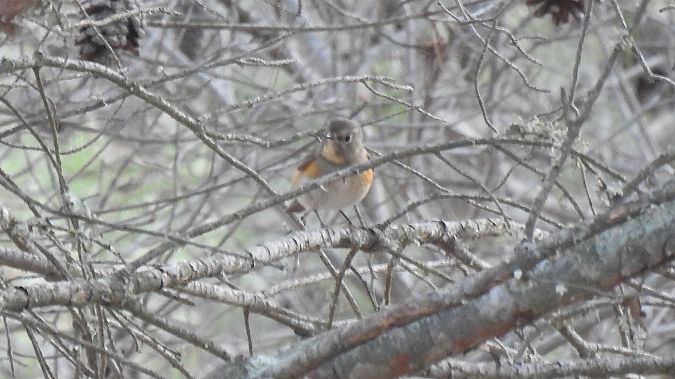 Cotxa cuablava  - Hubert Mas