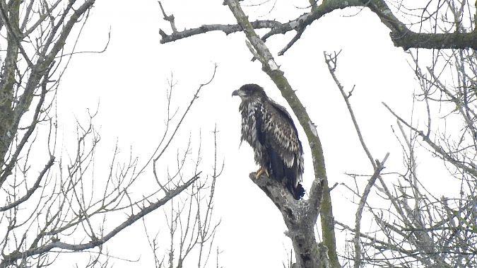 Àguila marina  - Hubert Mas