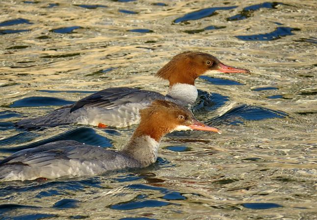 Bec de serra gros  - Pancho Pou