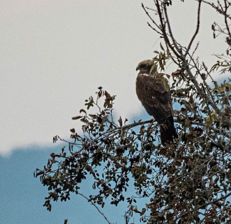 Arpella vulgar  - Màrius Domingo